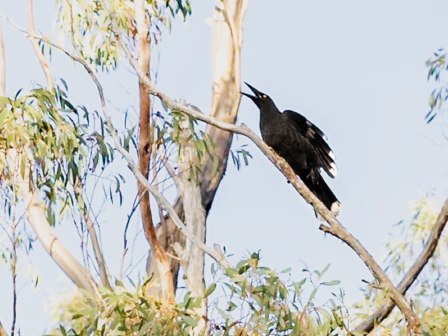Black Currawong