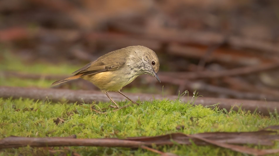Brown Thornbill