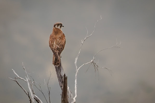 Brown Falcon
