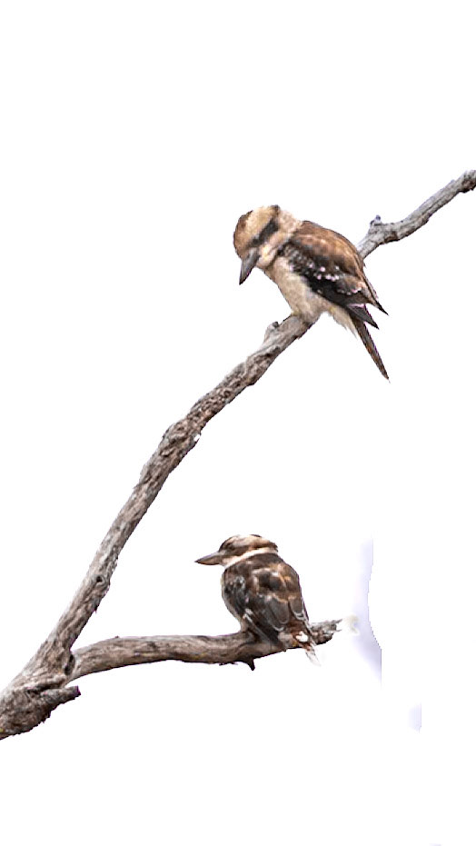 Laughing Kookaburra