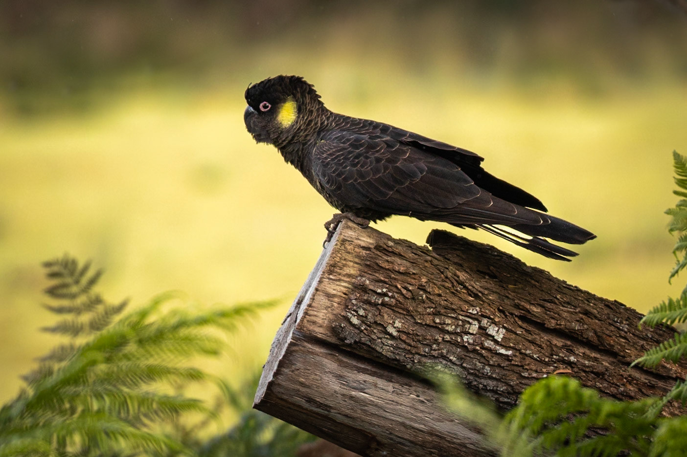 Yellow-tailed Black Cockatoo