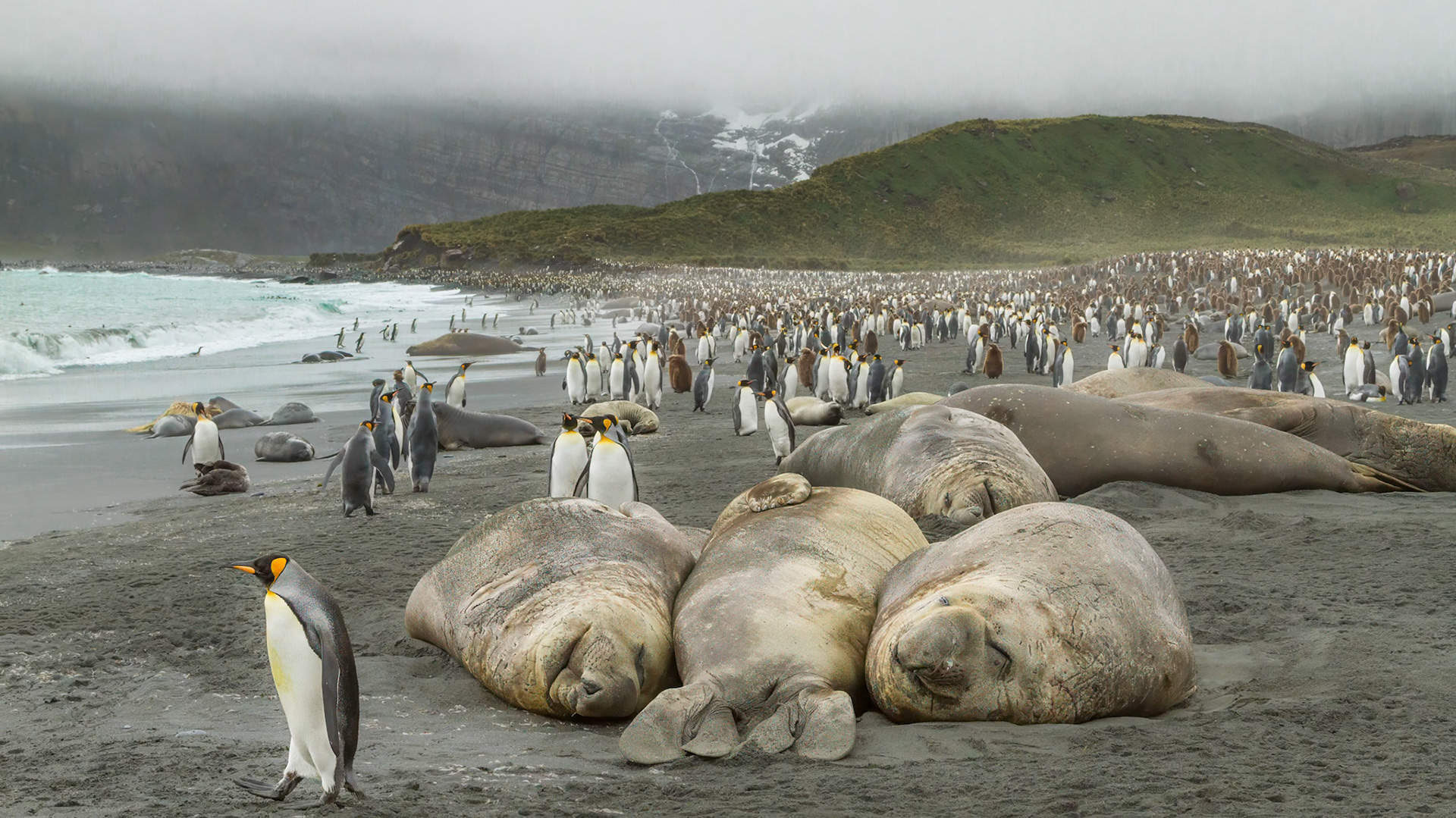 King Penguin colony - Gold Harbour - South Georgia