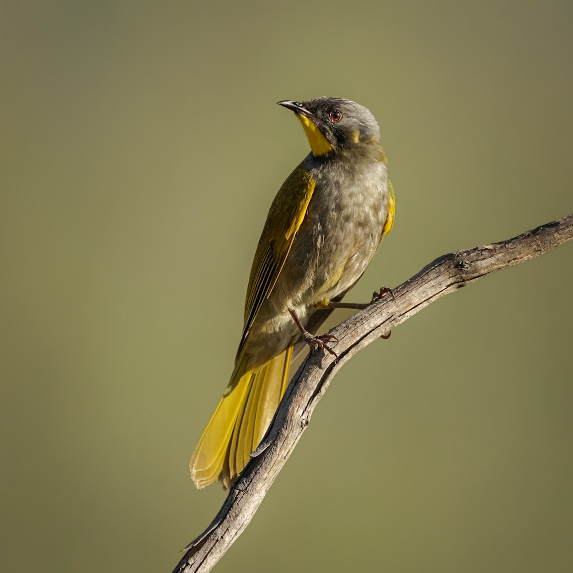 Yellow-throated Honeyeater
