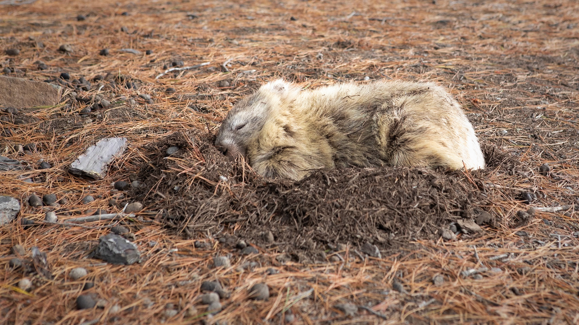 Bare-nosed Wombat (Vombatus ursinus)