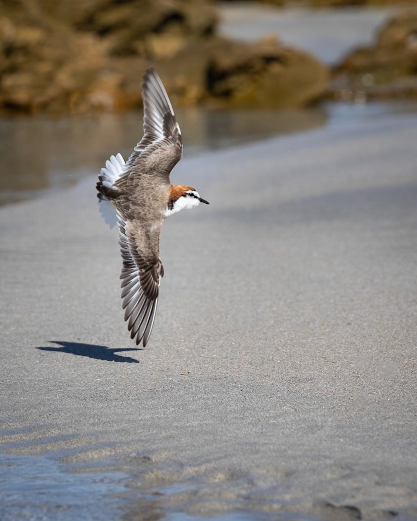 Red-capped Plover