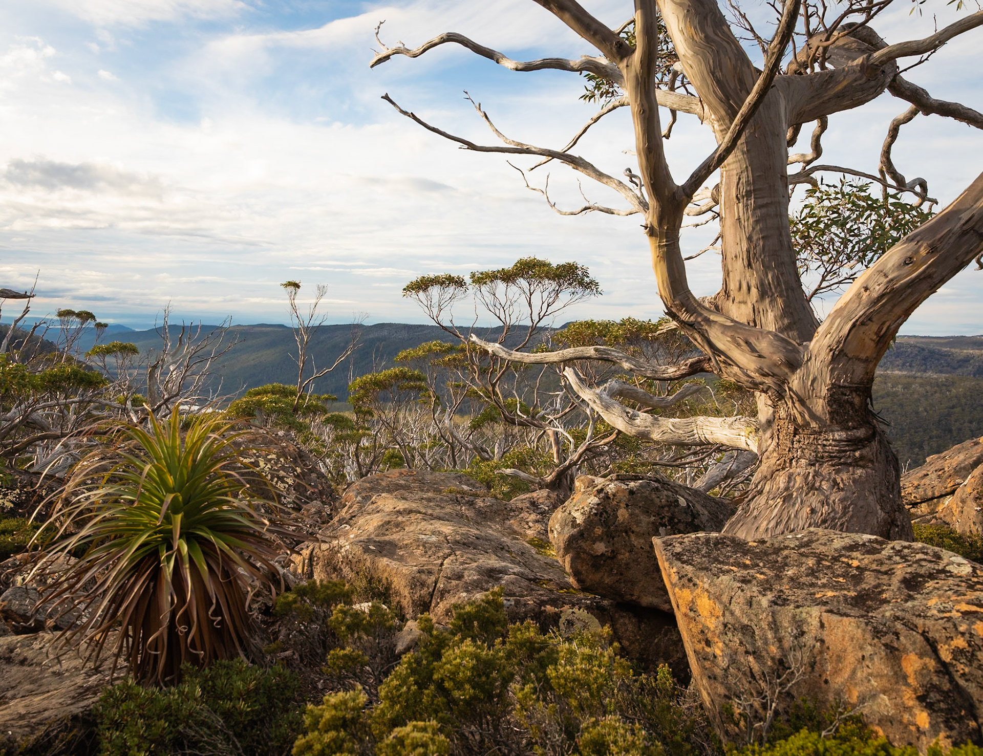 36 Tarn Shelf - Mt Field National Park - Tasmania - Australia