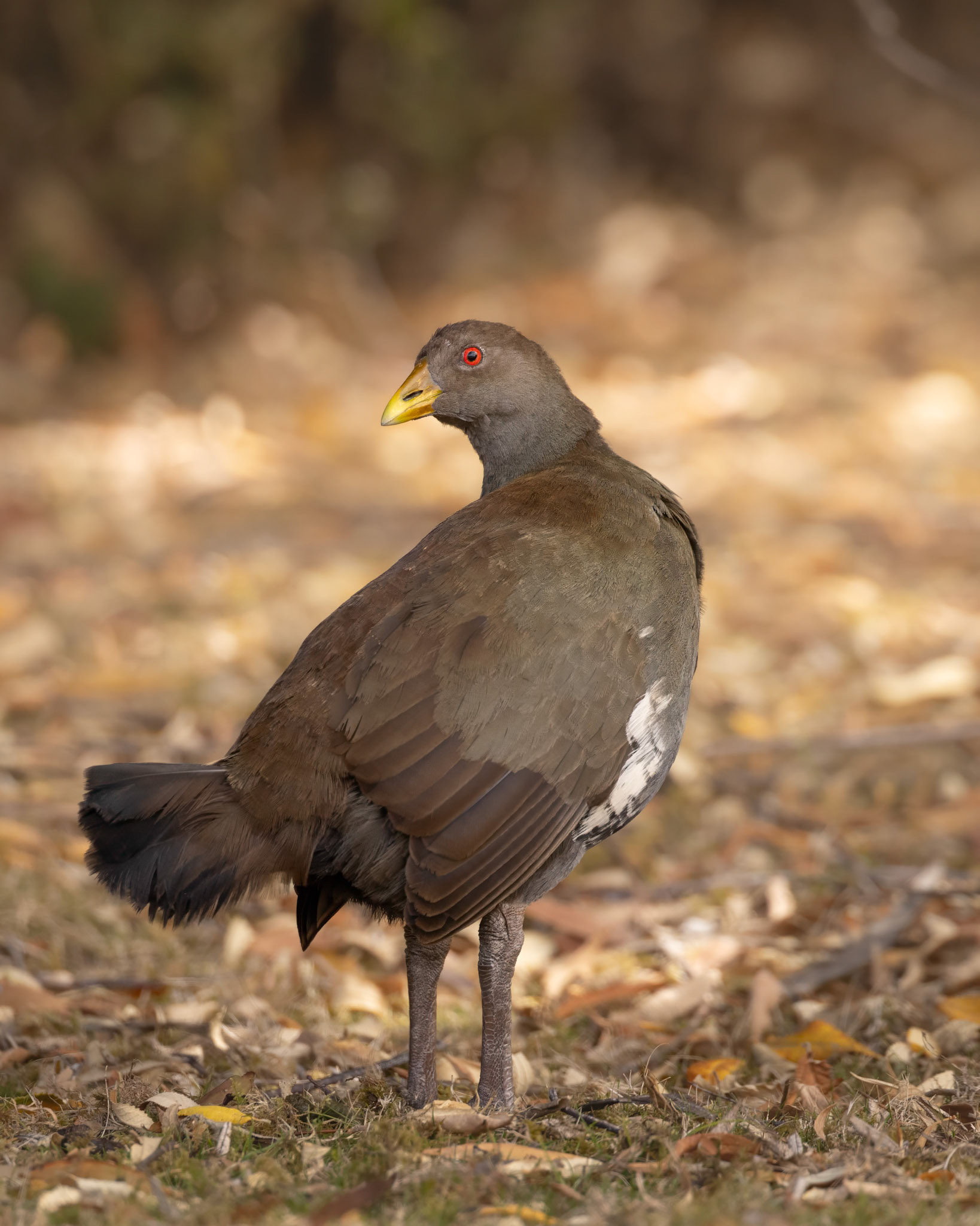 Tasmanian Native Hen (Tasmanian endemic) - Maria Island, East Coast Tasmania, Australia