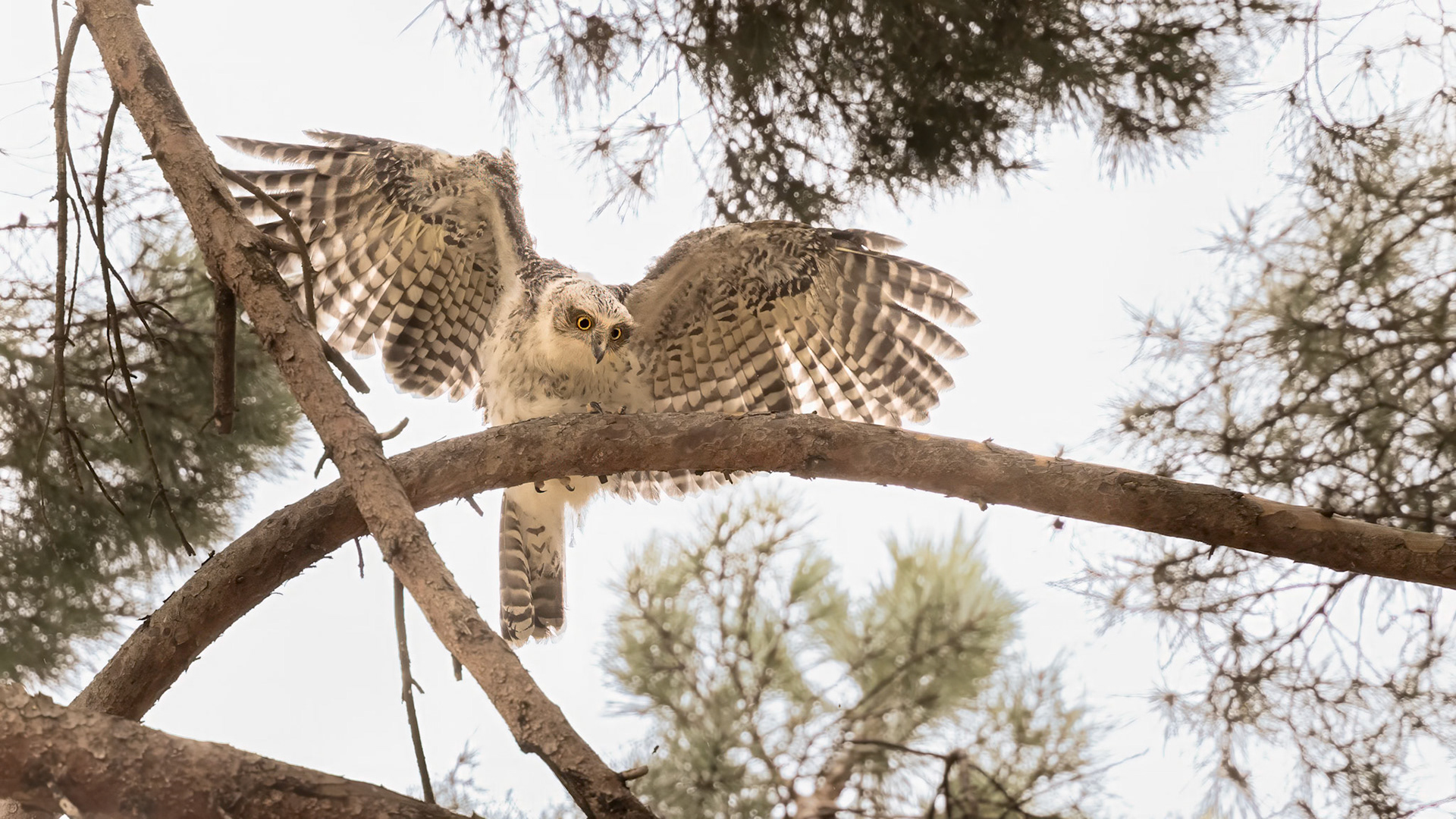 Powerful Owl - Castlemaine Botanical Gardens, Victoria, Australia