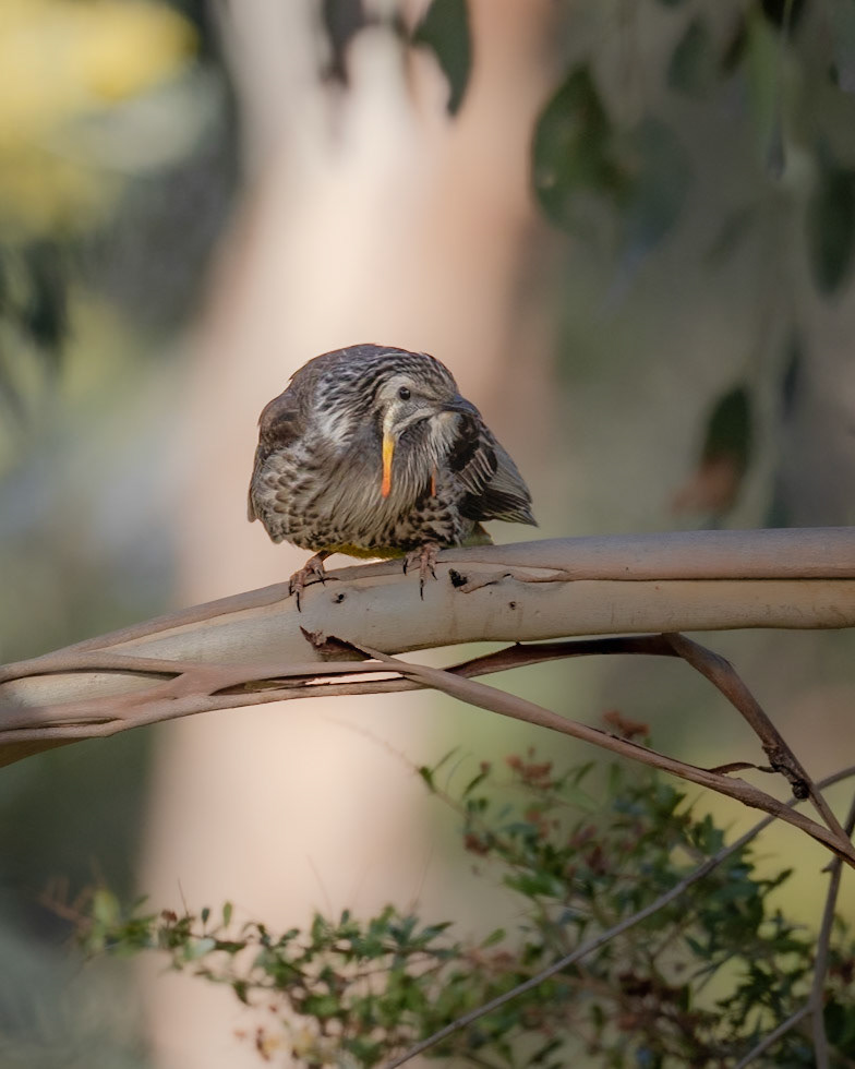 Yellow Wattlebird