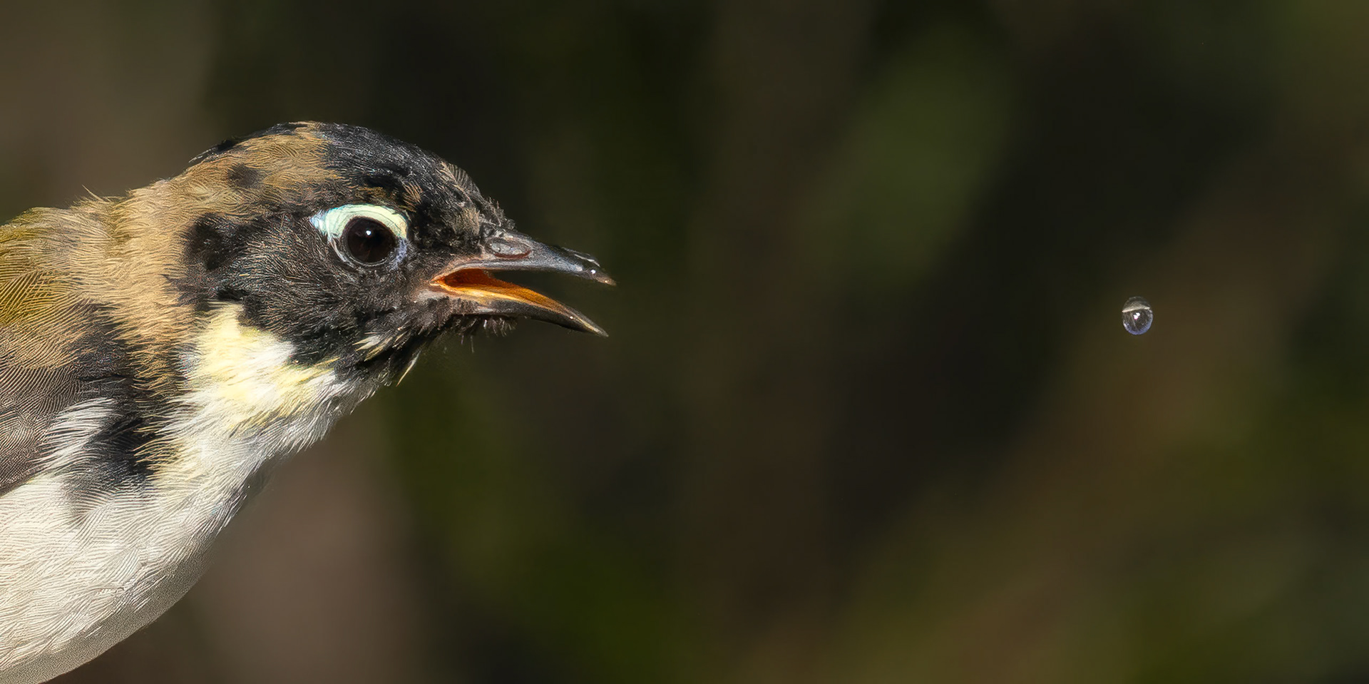 Black-headed Honeyeater