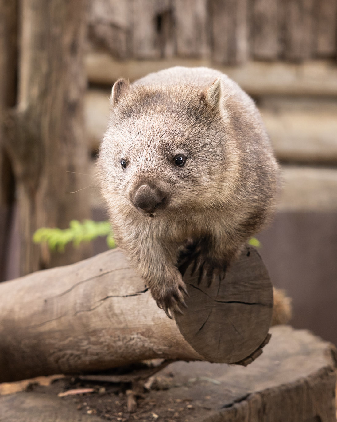 Bare-nosed Wombat