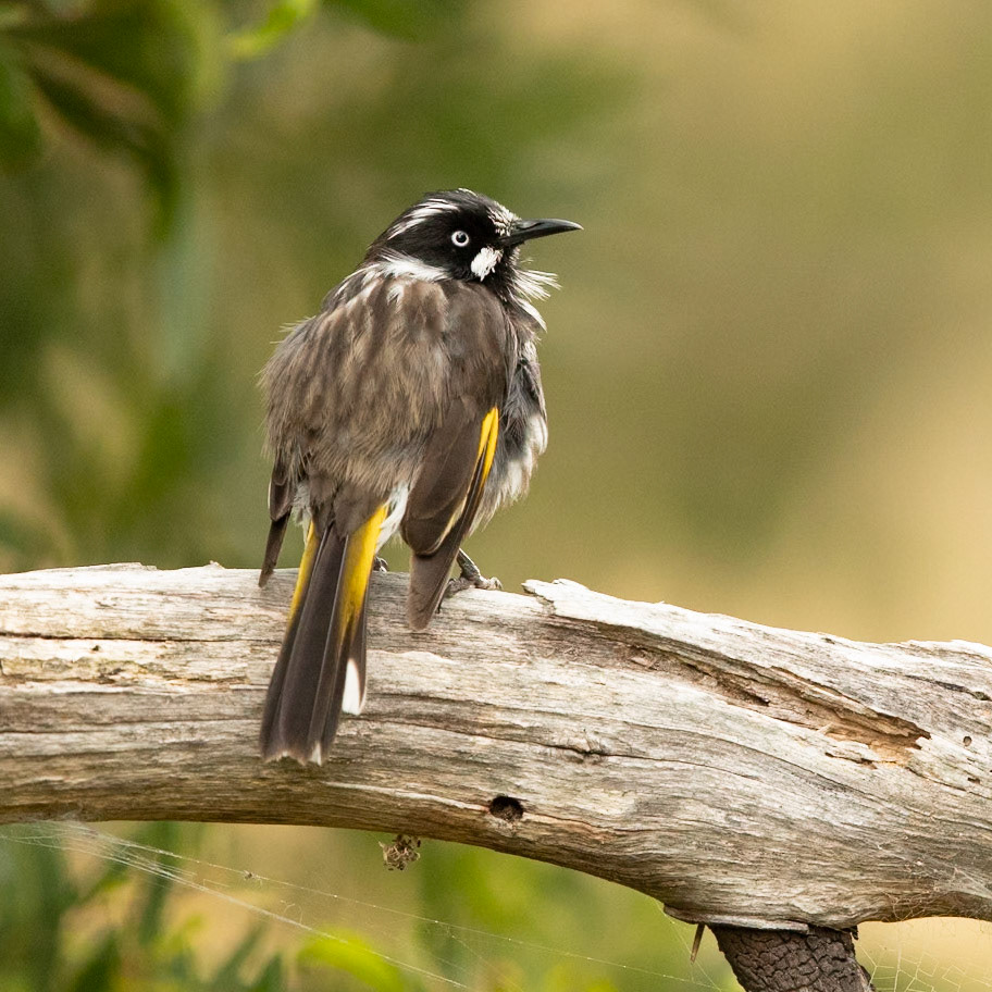 New Holland Honeyeater