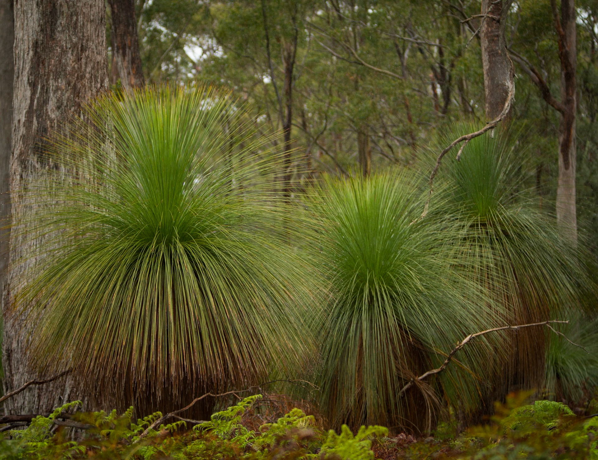 5 Grass Trees - Bruny Island, Tasmania - Australia