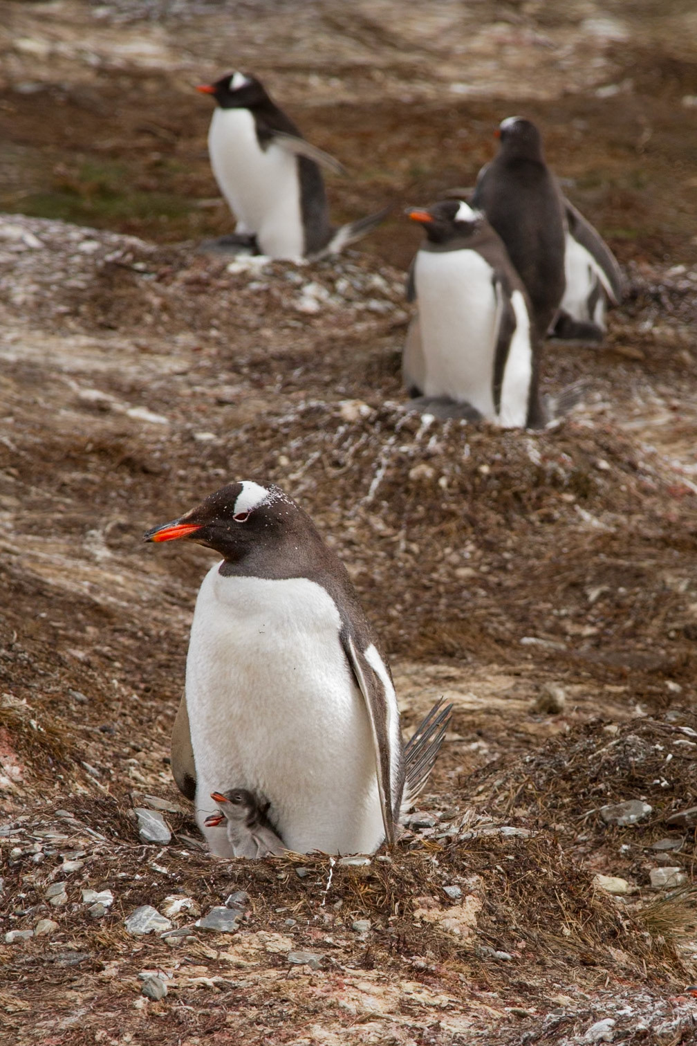 Two tiny gentoo chicks nestle beneath the protective warmth of a parent at Moltke Harbour, South Georgia. One peeks out quietly, while the other has its beak wide open – perhaps with something to say!