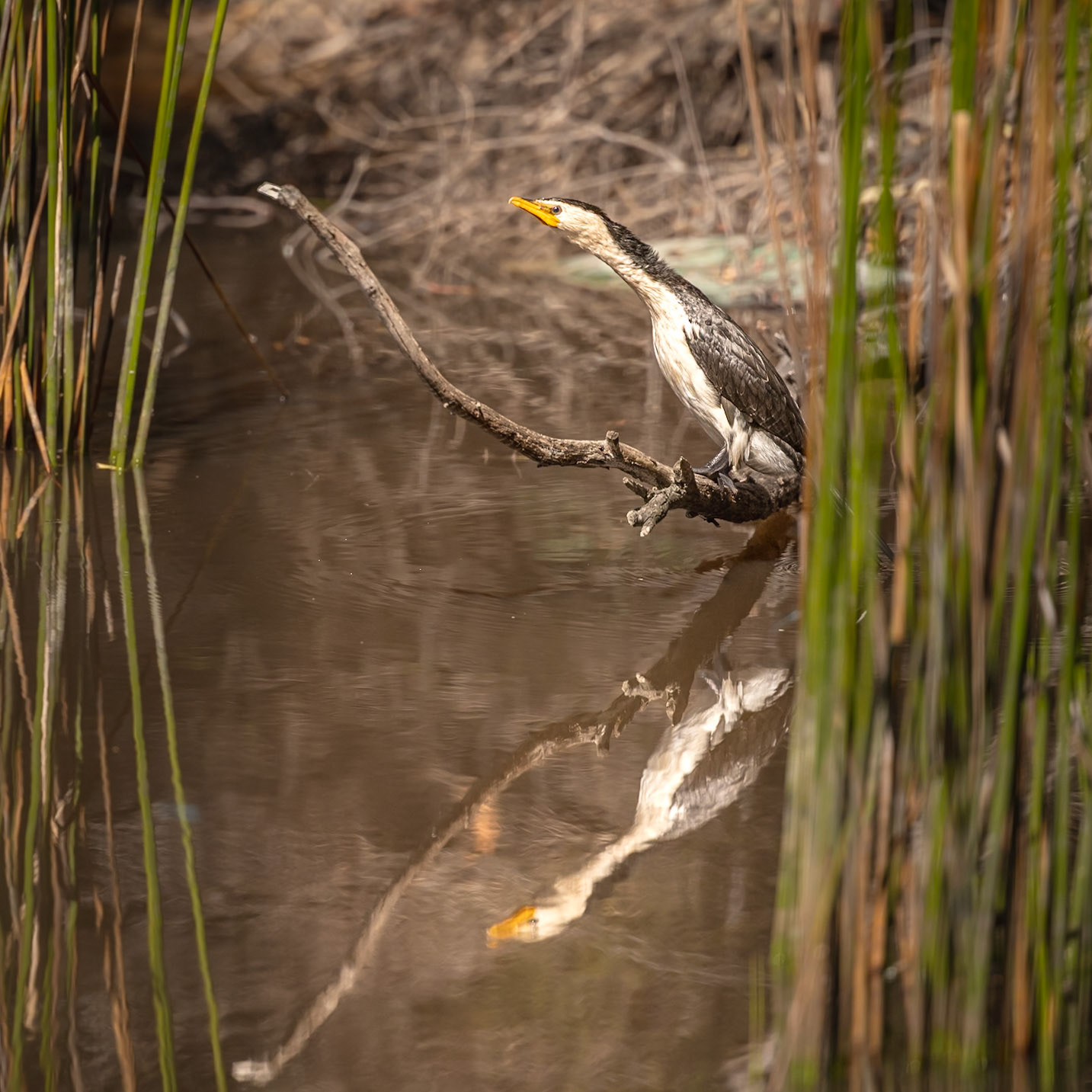 Pied Cormorant
