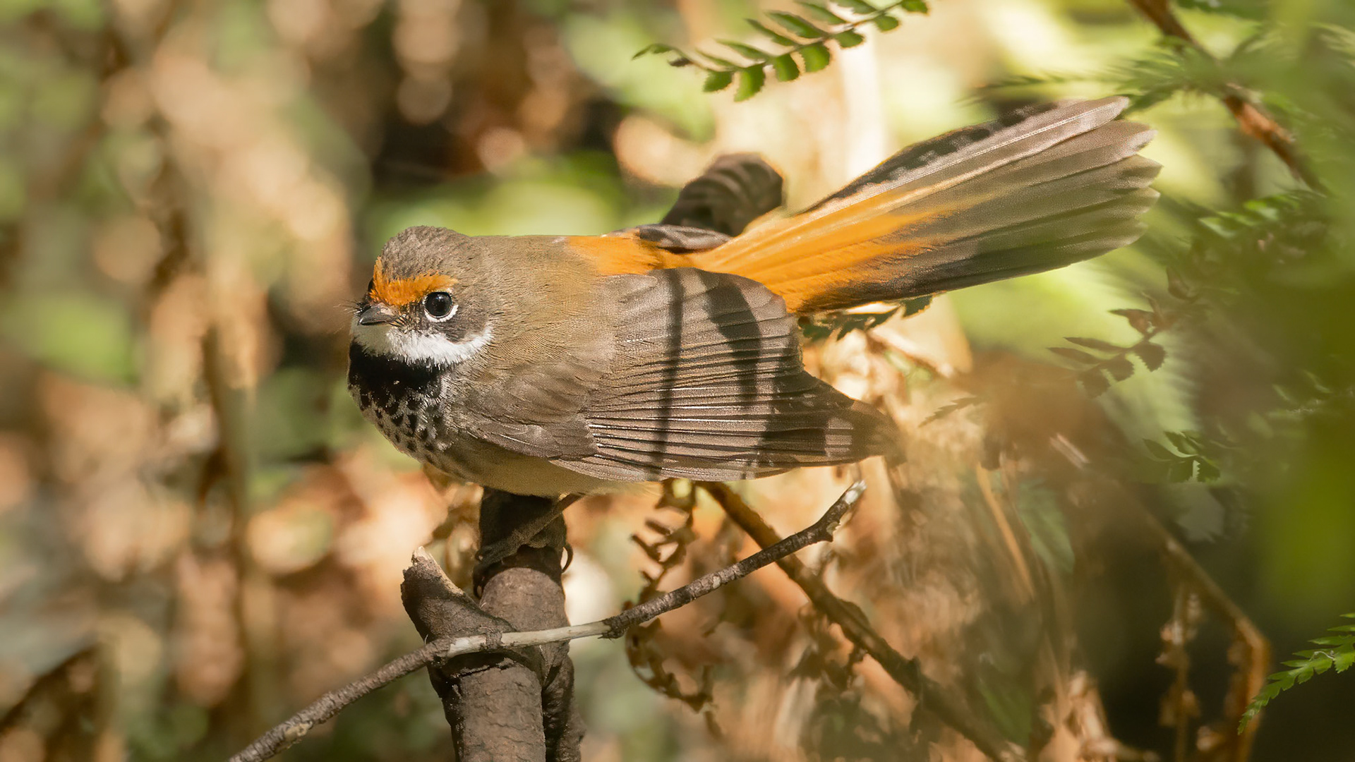 Rufous Fantail - Macedon Ranges, Victoria, Australia