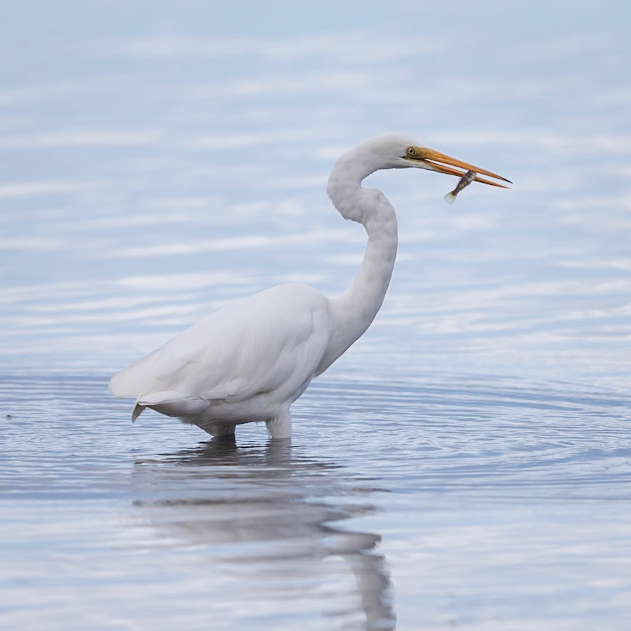 Eastern Great Egret