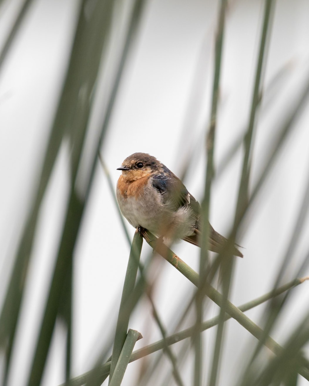 Welcome Swallow - Western Treatment Plant, Werribee, Victoria, Australia