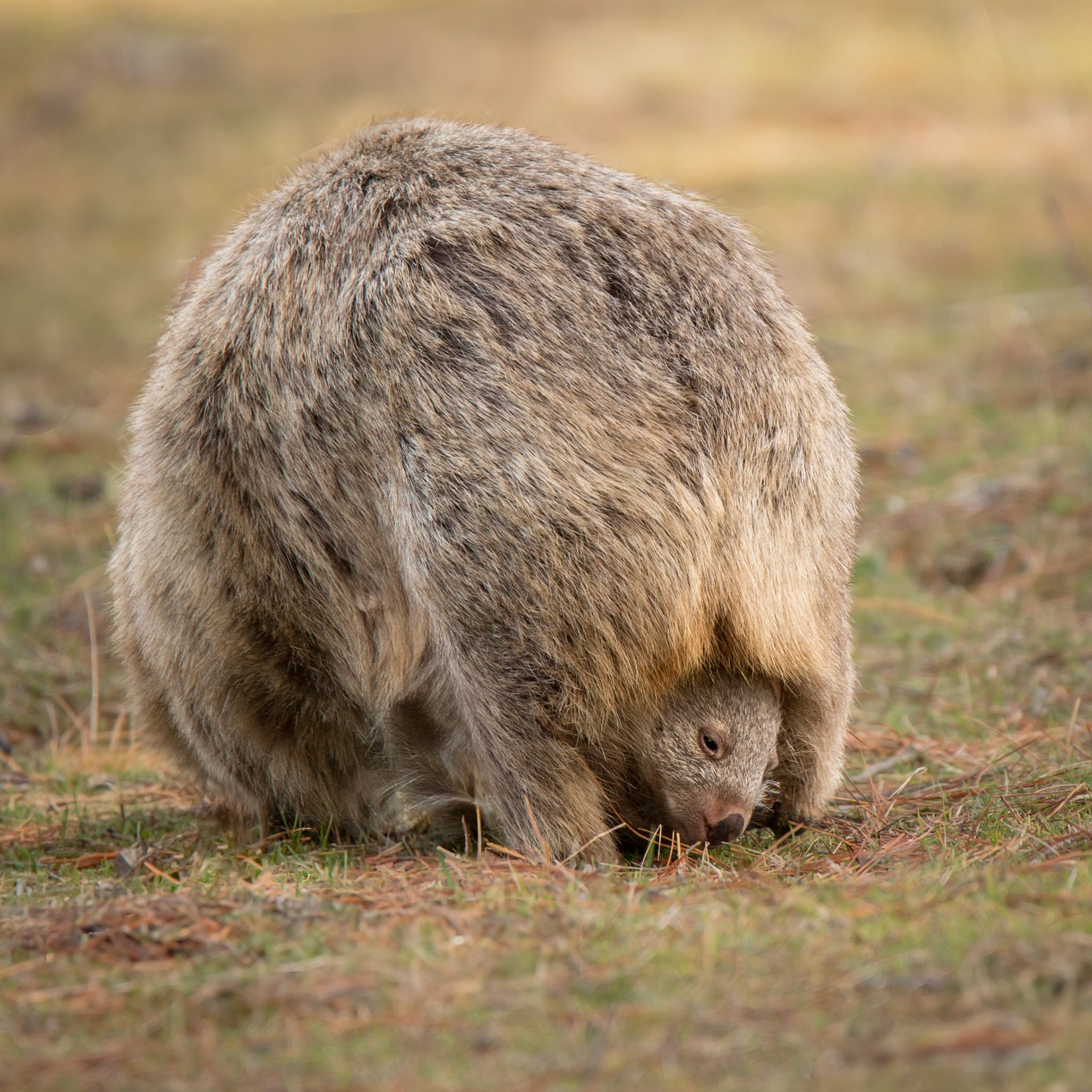 Grazing from the comfort and warmth of mum's pouch - Maria Island, Tasmania