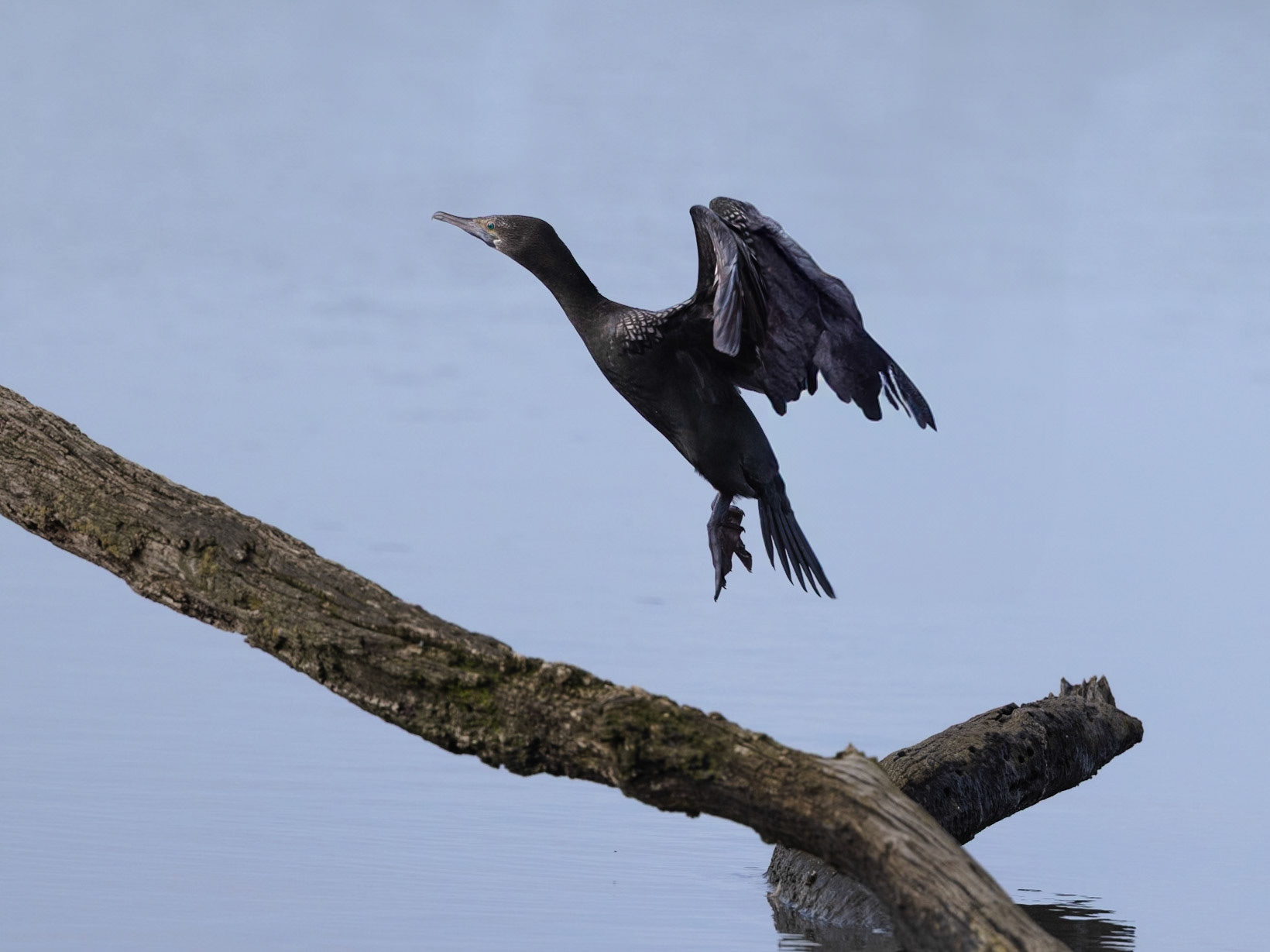 Little Black Cormorant - Western Treatment Plant, Victoria, Australia