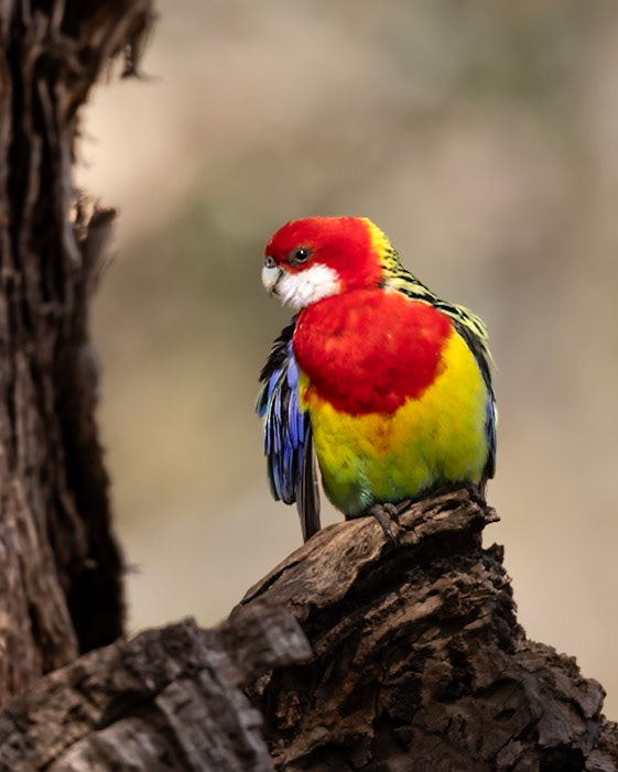 Wild Eastern Rosella visitor to Bonorong
