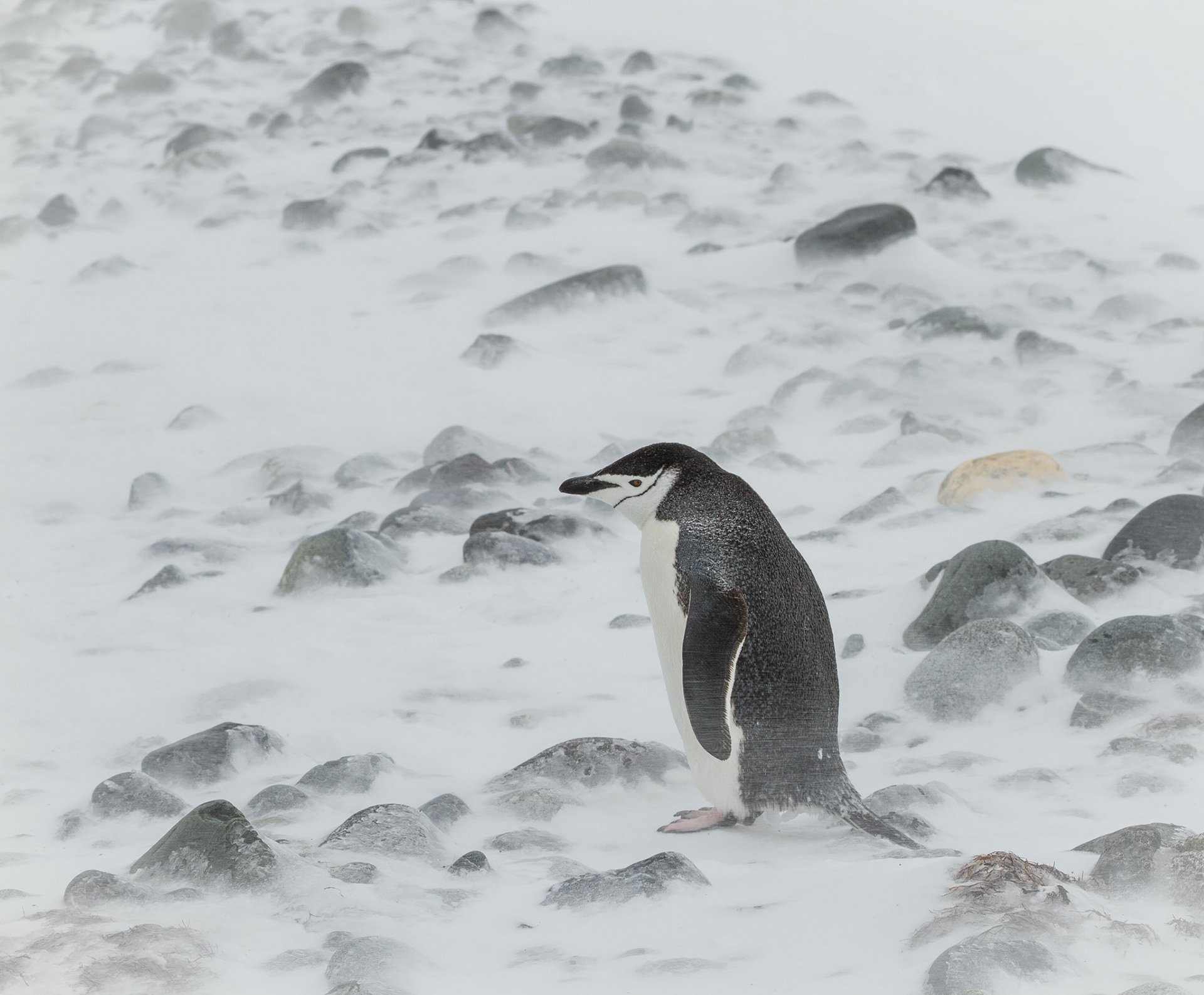 Chinstrap Penguin - Yankee Harbour - Antarctic Peninsula