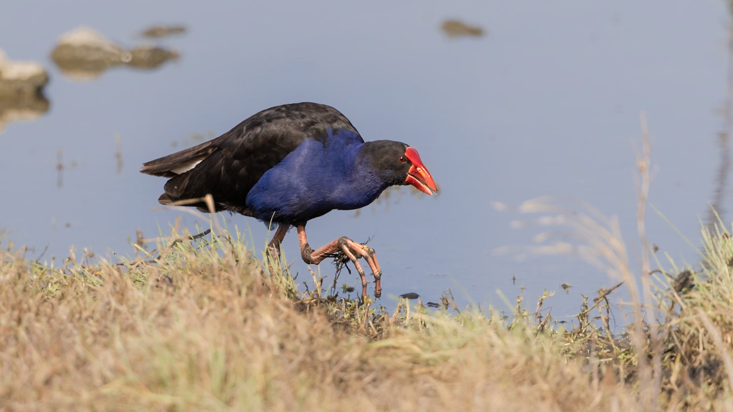 Purple Swamphen - Western Treatment Plant, Victoria, Australia