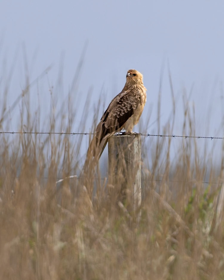 Whistling Kite - Western Treatment Plant, Victoria, Australia