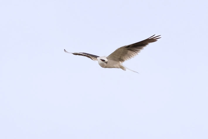 Black-shouldered Kite - Western Treatment Plant, Werribee, Victoria, Australia