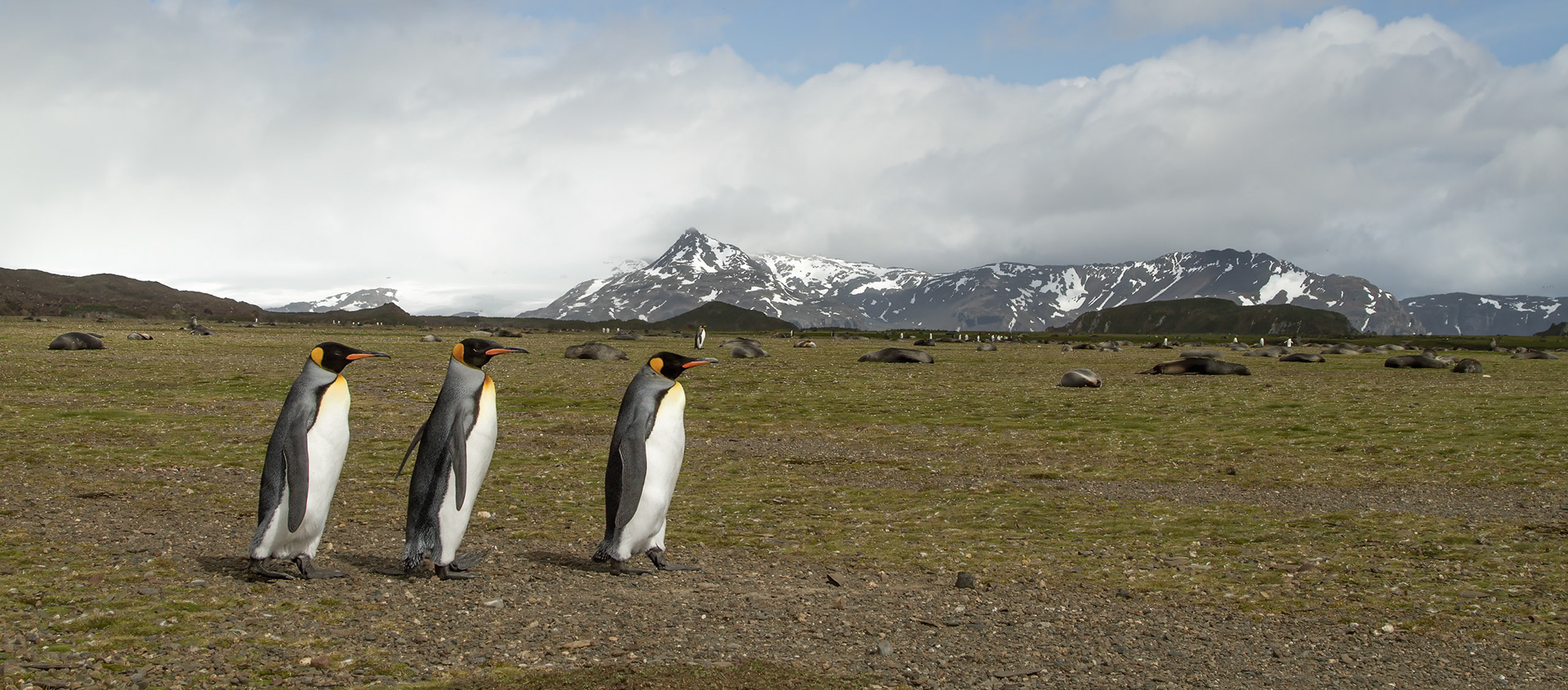 King Penguins - Salisbury Plain, South Georgia