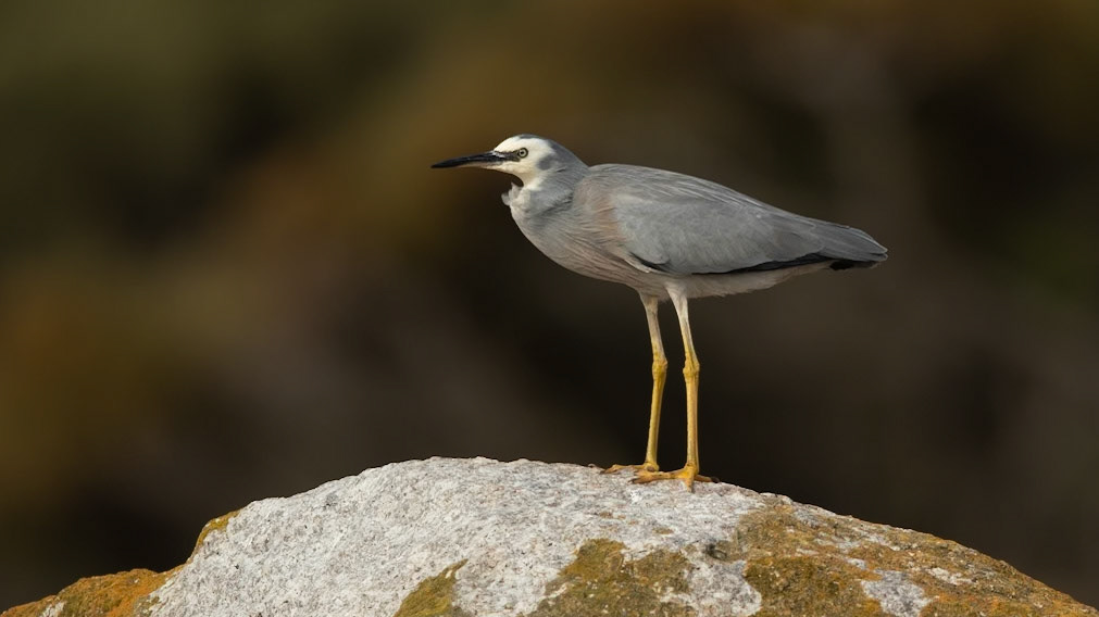 White-faced Heron