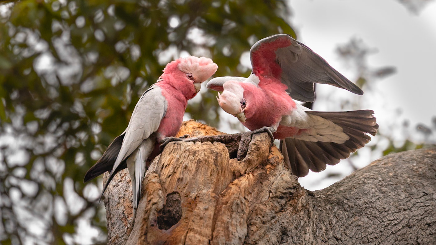 Galah - Castlemaine Botanical Gardens, Victoria, Australia