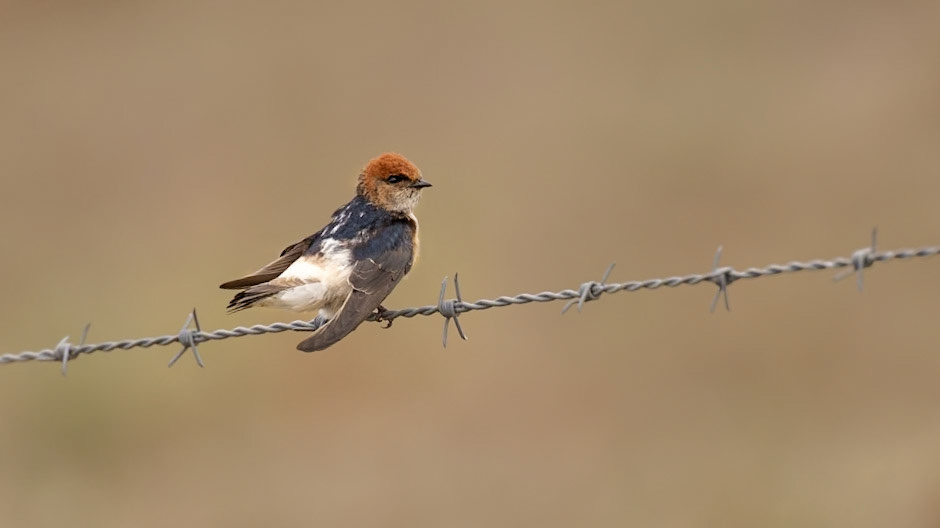 Welcome Swallow - Western Treatment Plant, Victoria, Australia