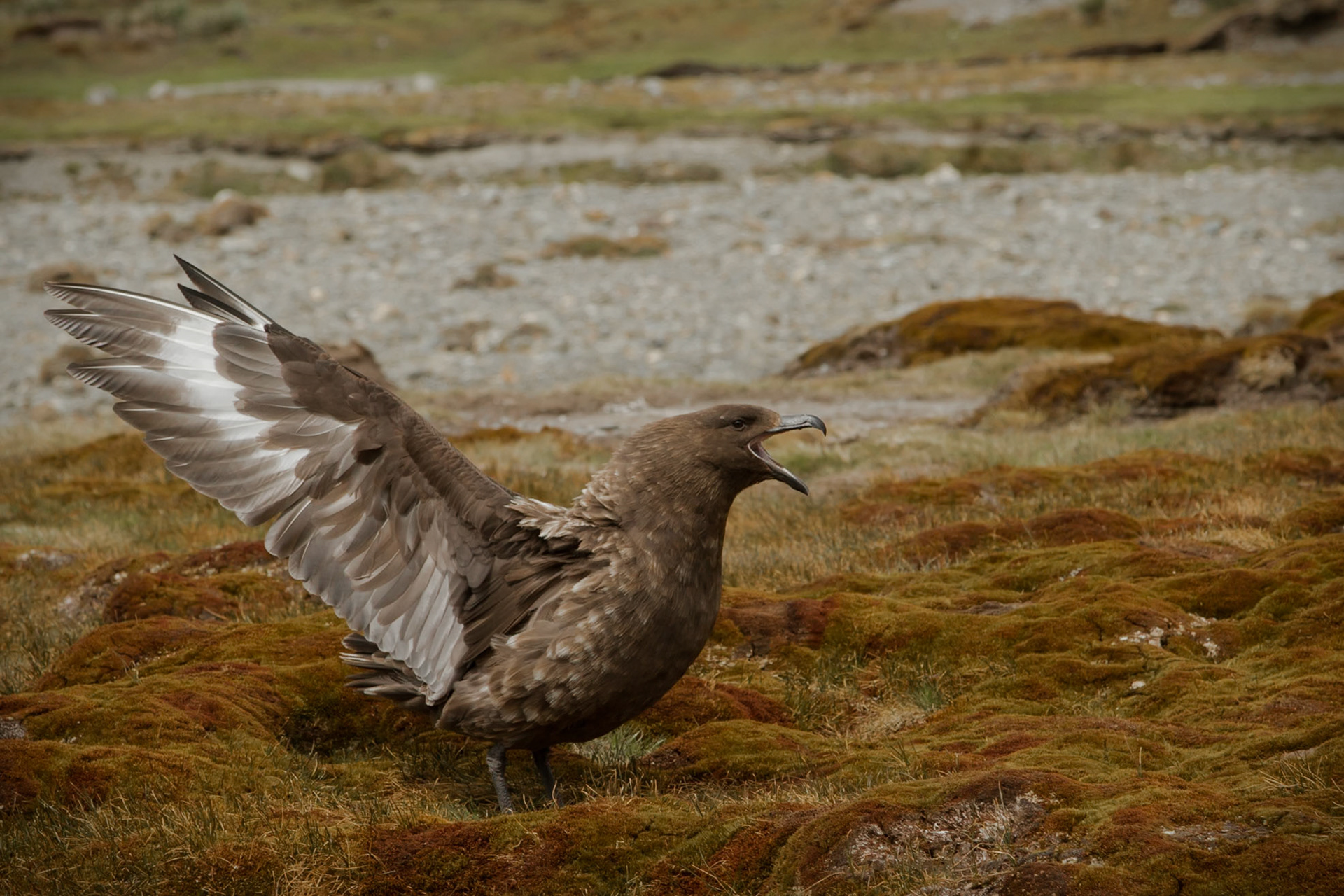 Brown Skua - Moltke Harbour - South Georgia