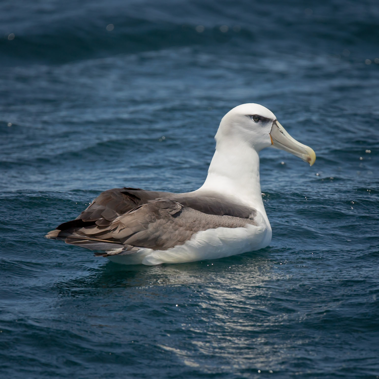 Shy Albatross