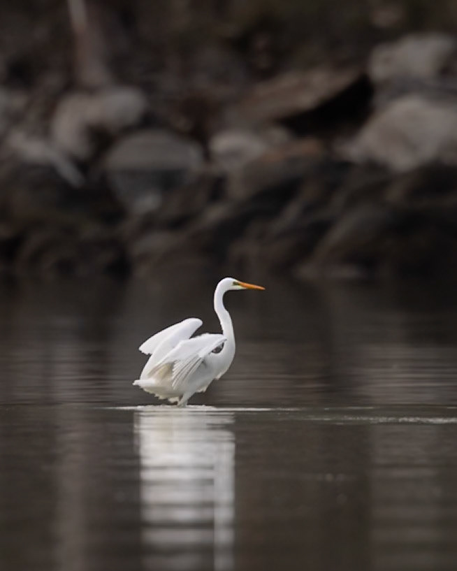 Intermediate Egret