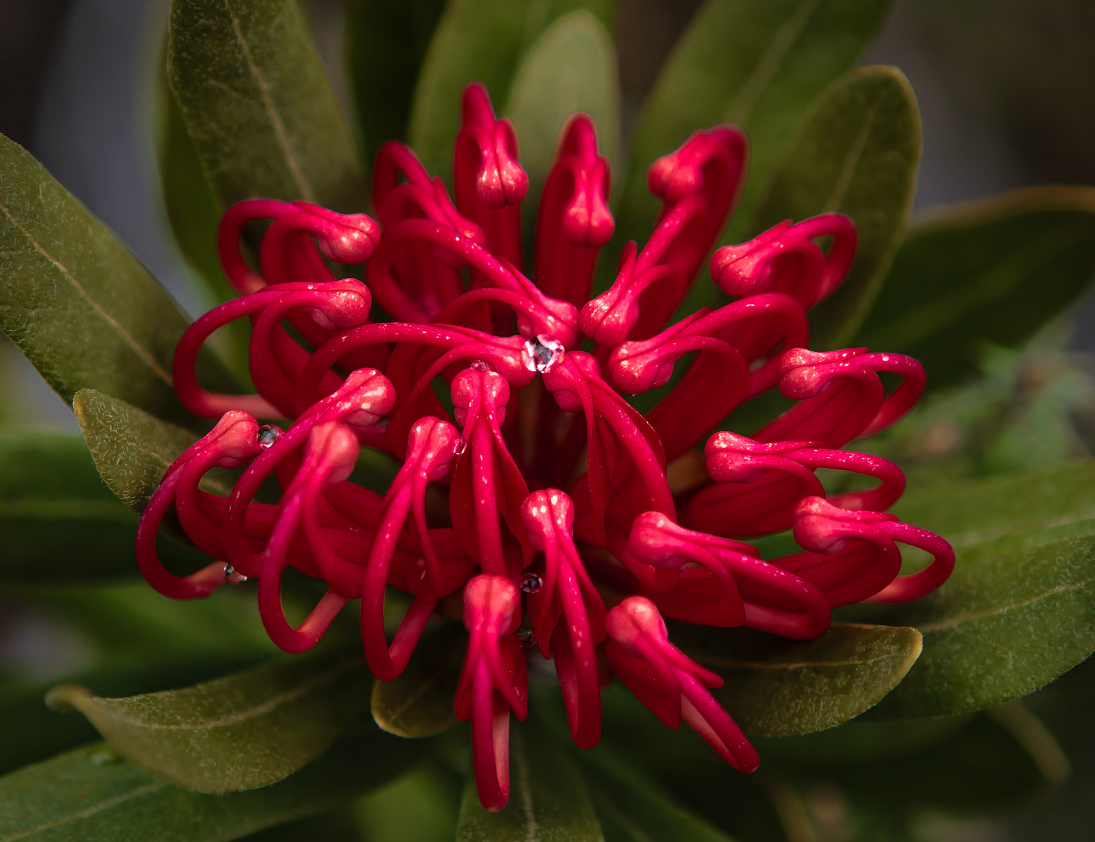 26 Tasmanian Waratah - endemic flora of Tasmania - Australia
