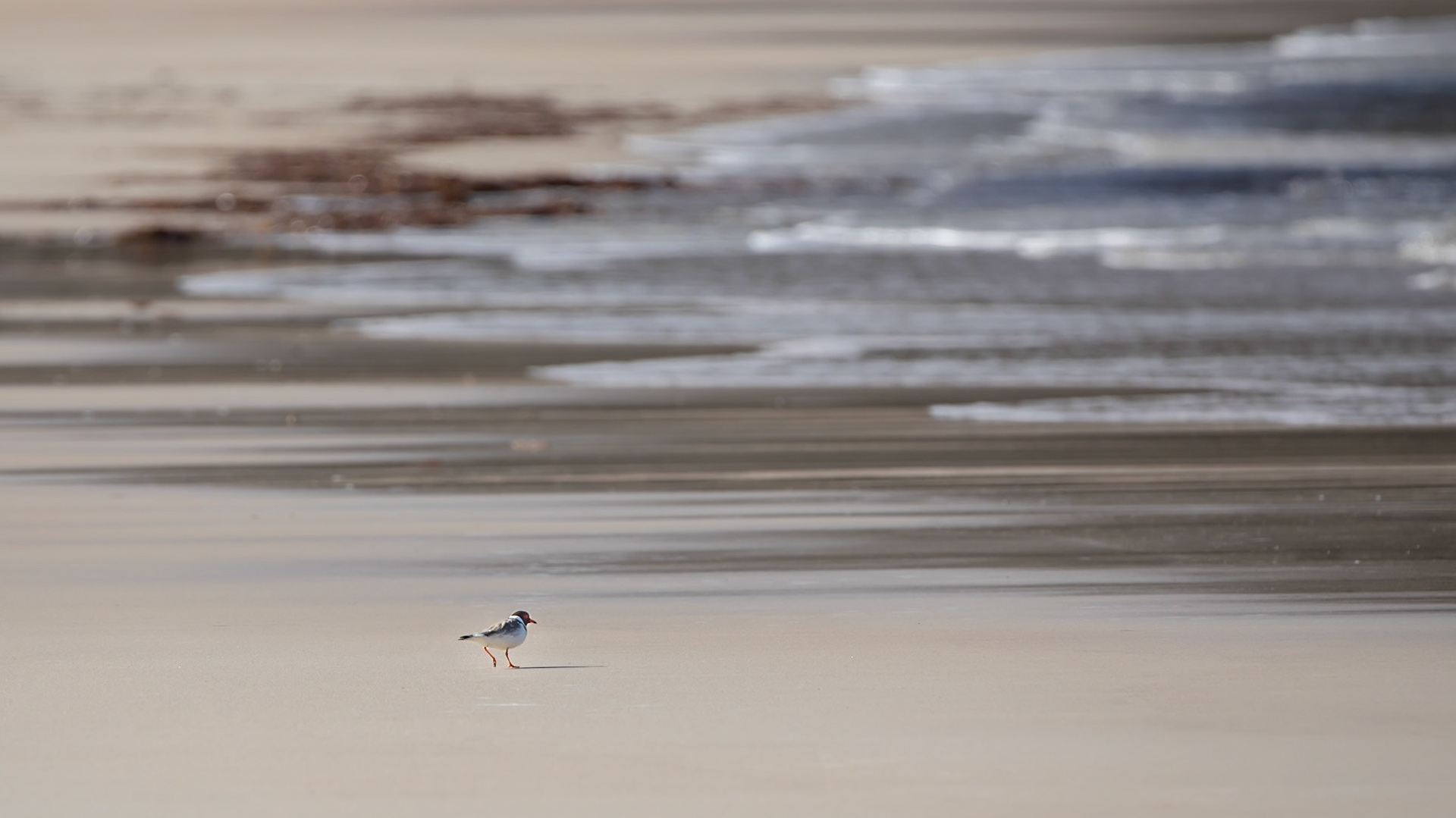 Hooded Plover