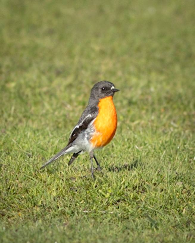 Flame Robin
