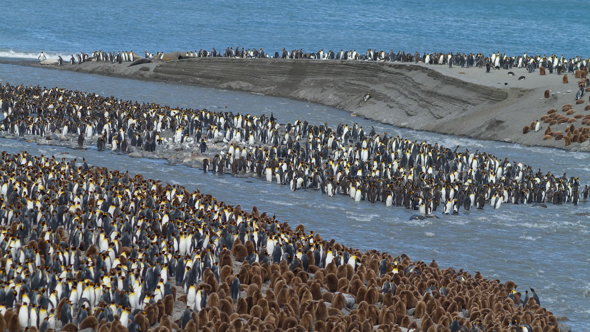 King Penguin colony - St Andrews Bay - South Georgia