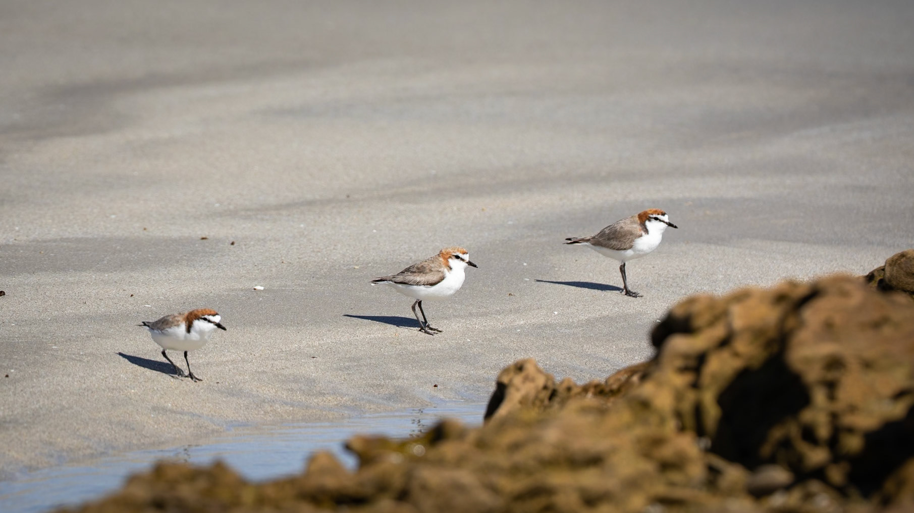 Red-capped Plover