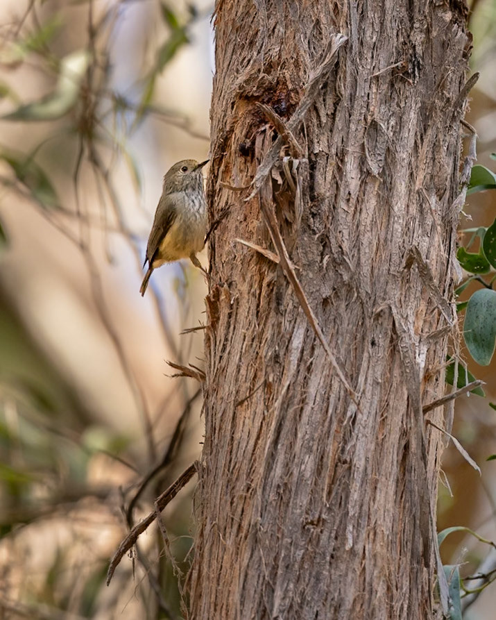 Brown Thornbill