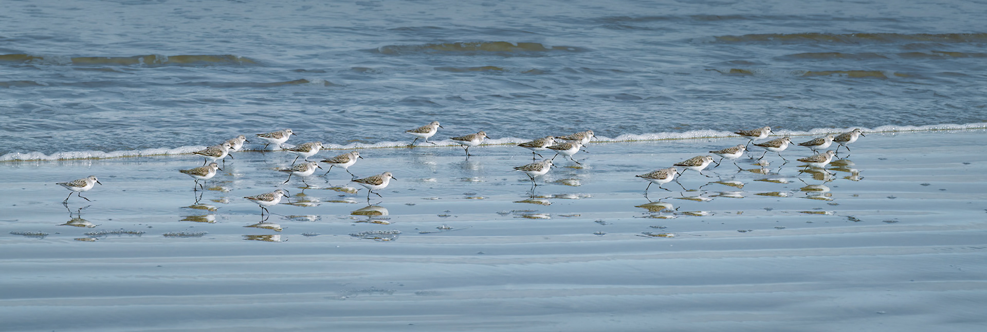 Sanderling (Calidris alba)