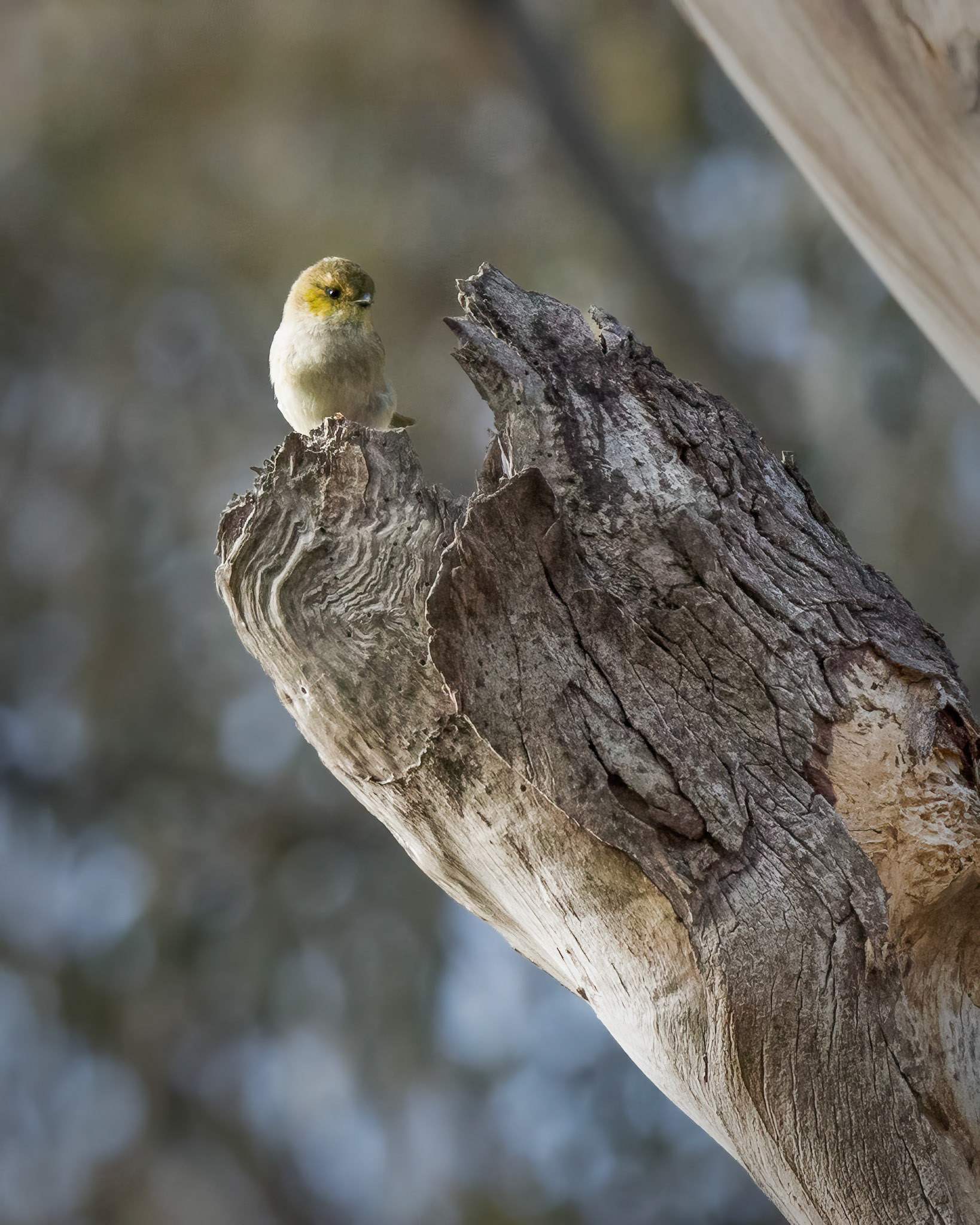 Forty-spotted Pardalote