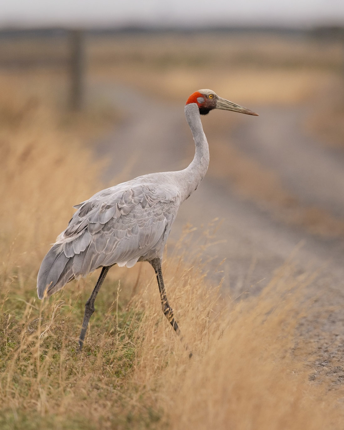 Brolga - Western Treatment Plant, Werribee, Victoria, Australia