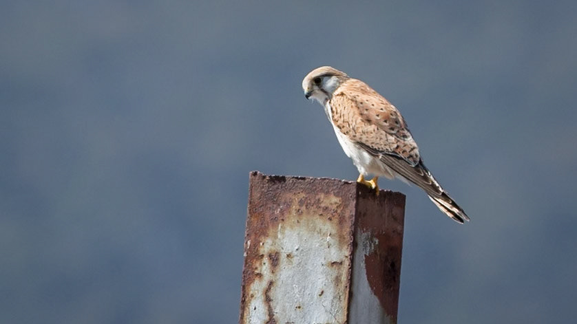 Nankeen Kestrel