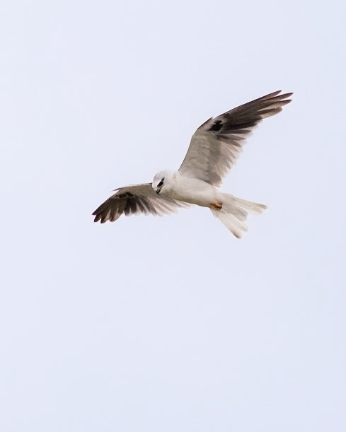 Black-shouldered Kite - Western Treatment Plant, Werribee, Victoria, Australia