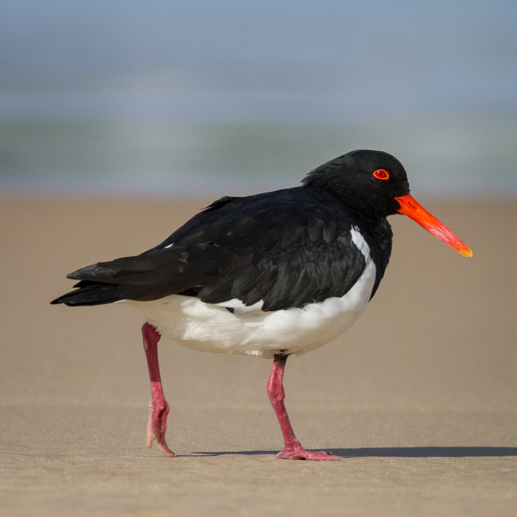 Australian Pied Oystercatcher