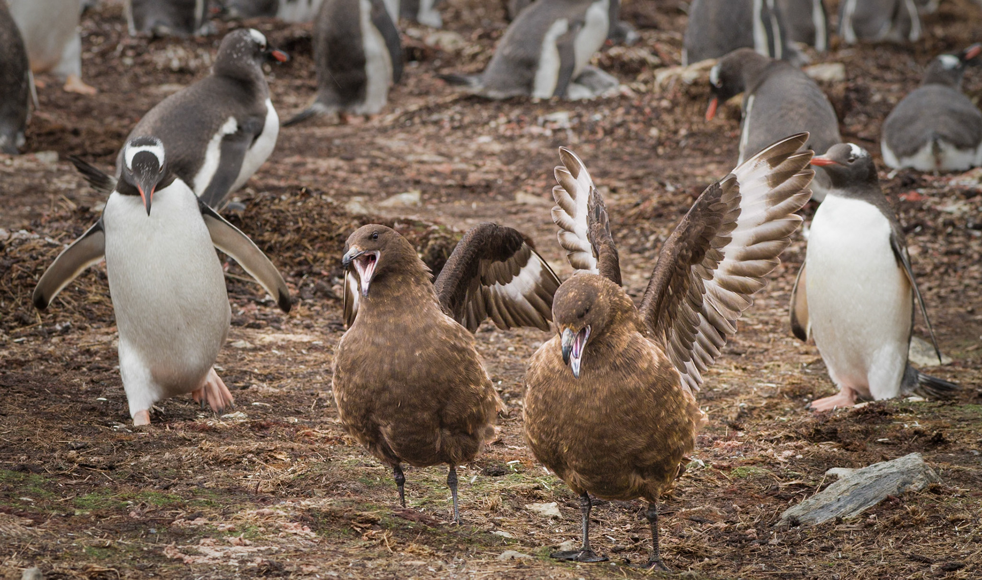 Skuas certainly know how to make their presence known. I remember the commotion whenever they ventured amongst the Gentoos in search of eggs or chicks – penguins calling loudly, rushing towards them and doing their best to send them on their way.