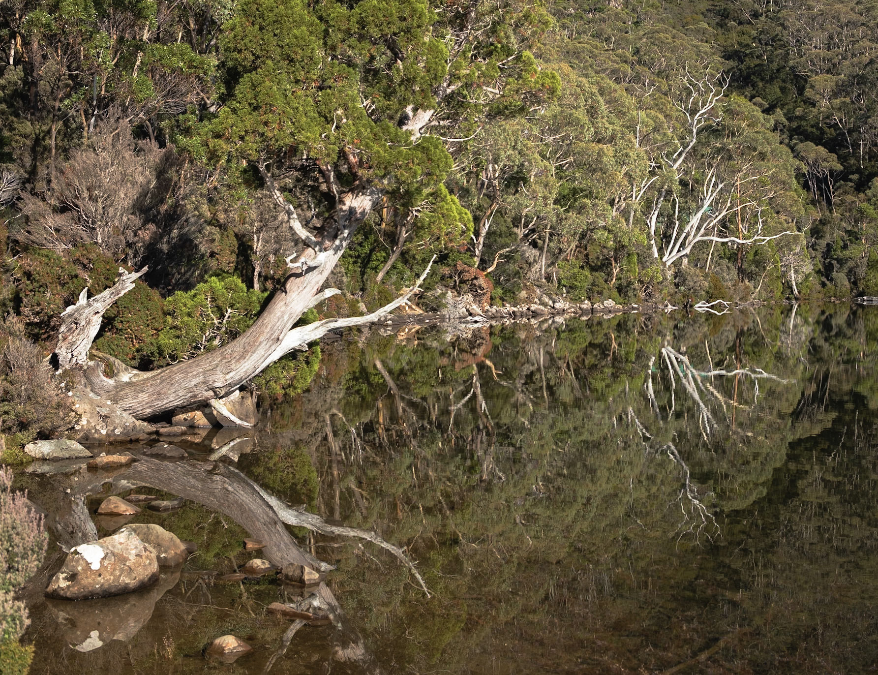 21 King Billy Pine overhanging Lake Dobson - Mt Field National Park - Tasmania - Australia